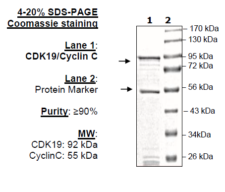 CDK19/Cyclin C, GST-tags Recombinant | Scientist.com