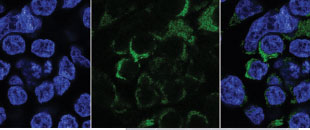 Turbo GFP-Tagged HAP1 Cells