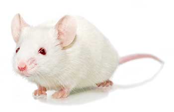 PBMC Humanized Mice