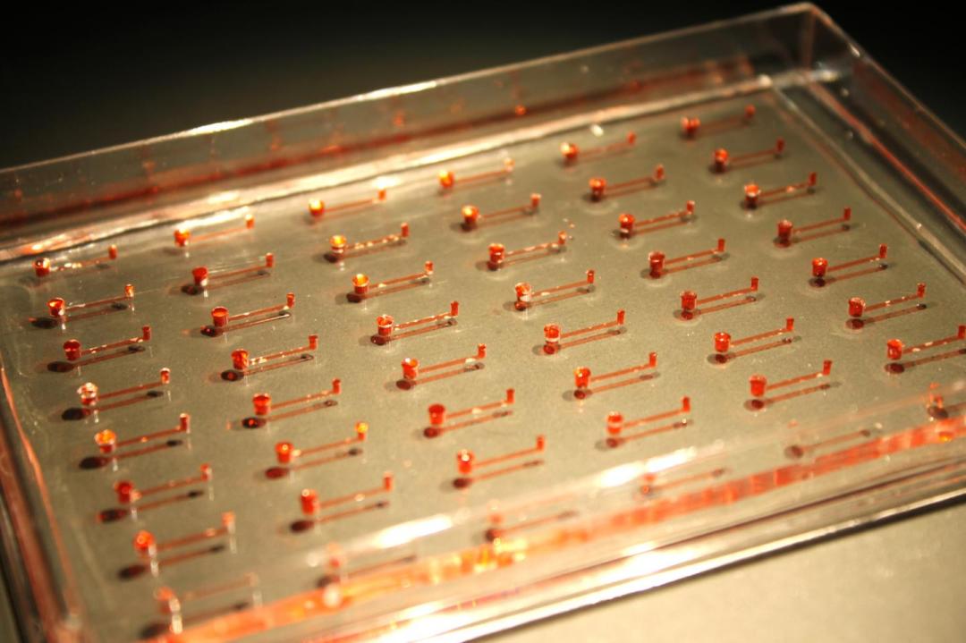 Stem Cells on a Chip