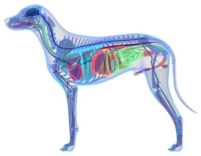Implanted Telemetry Study - Dog / Canine