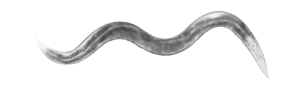 REDIMODEL System - C. elegans Model in a Kit