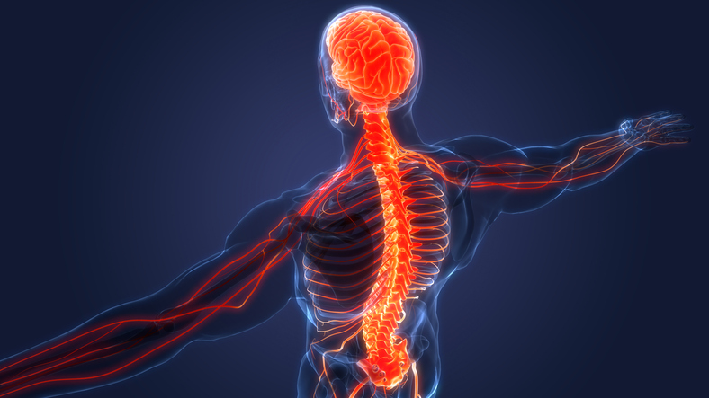 Spinal Cord Injury Models