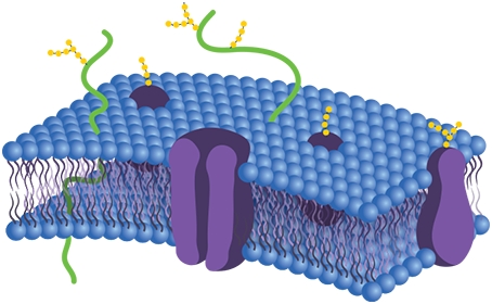Cell Membrane Lipidomics