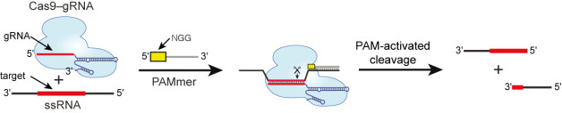 CRISPR RCas9 System