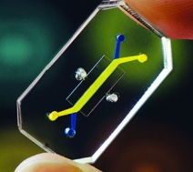 Organs-On-Chips