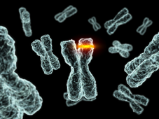OECD 475: Mammalian Bone Marrow Chromosomal Aberration Test