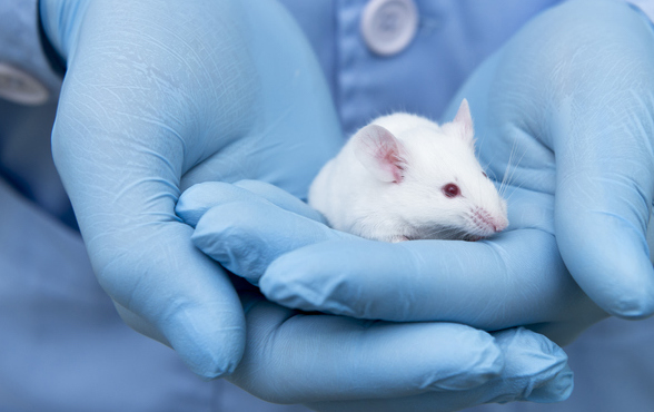 Mouse Efficacy Monotherapy
