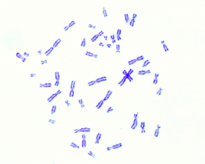 OECD 473: In Vitro Mammalian Chromosomal Aberration Test
