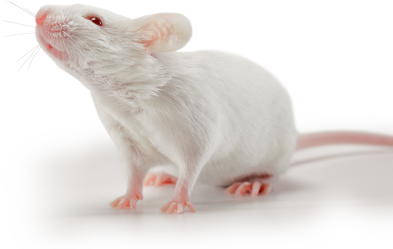 PDTX Humanized NSG-SGM3 Mice